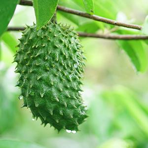 Soursop Graviola Gummies, Soursop Leaves Extract Herbs for Immune Boost, Antioxidant and Overall Health Support, Soursop Fruit, High-Absorption, Gluten Free, Vegan, 60 Gummies